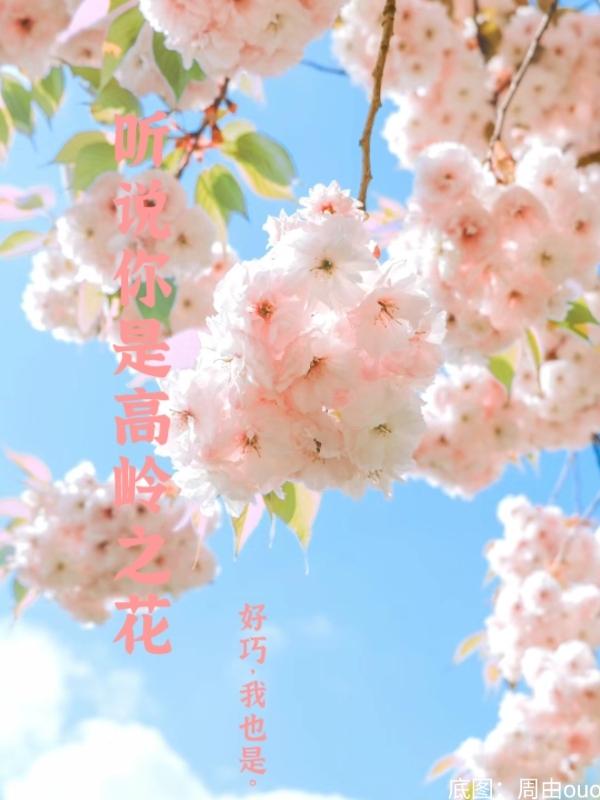 听说你是高岭之花